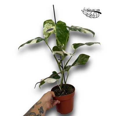 Monstera deliciosa "Variegata" 2