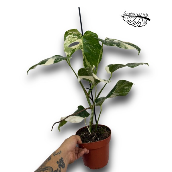 Monstera deliciosa "Variegata"