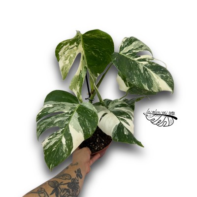 Monstera deliciosa "Variegata"