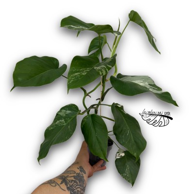 Monstera albo borsigiana variegata