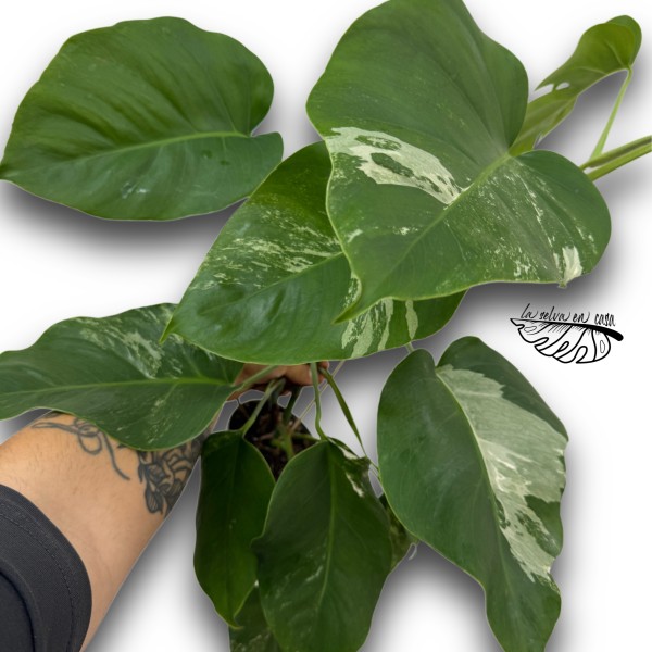 Monstera albo borsigiana variegata