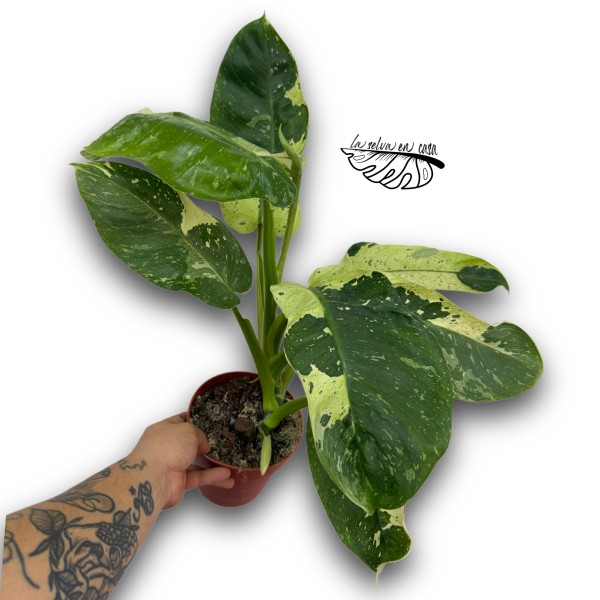 Philodendron Jose Buono