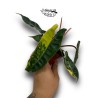 Philodendron polypodiodes