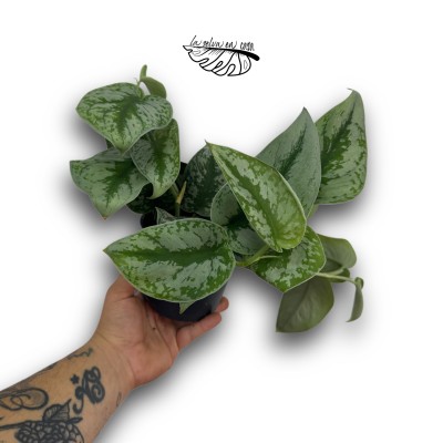 Scindapsus pictus 'Trebie'