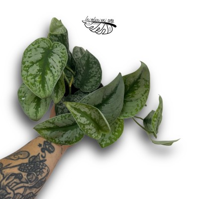 Scindapsus pictus 'Trebie' 2