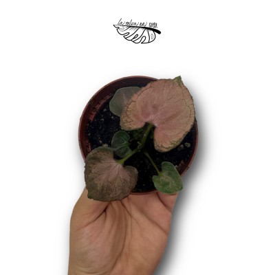 Syngonium 'Orm Nak' 2