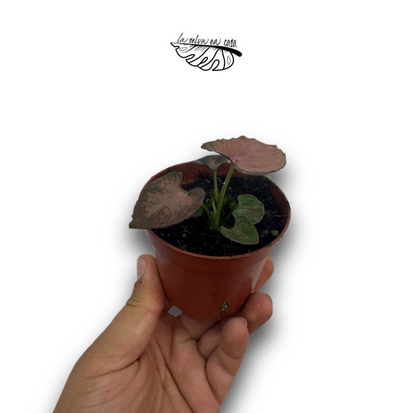 Syngonium 'Orm Nak'