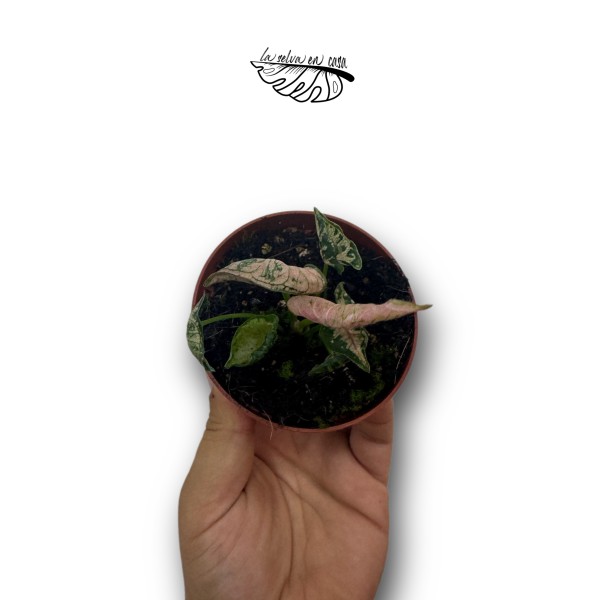 Syngonium 'Pink Rolli'