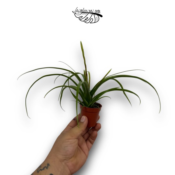 Tillandsia flabellata