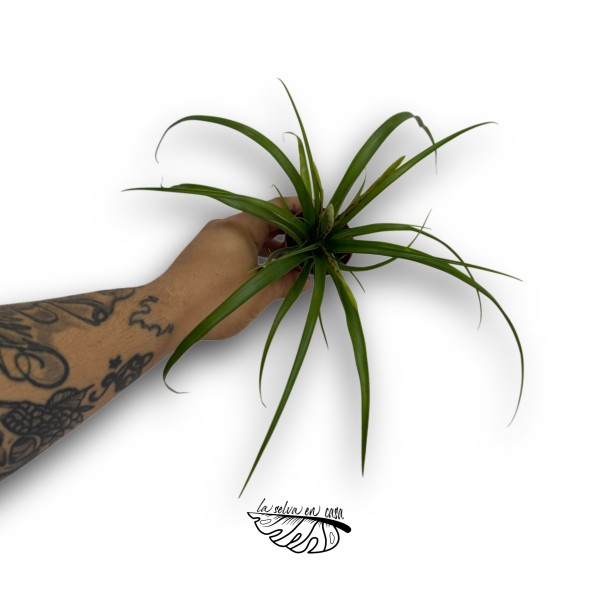 Tillandsia flabellata