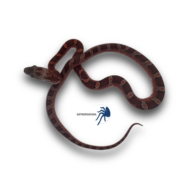 Pantherophis guttatus