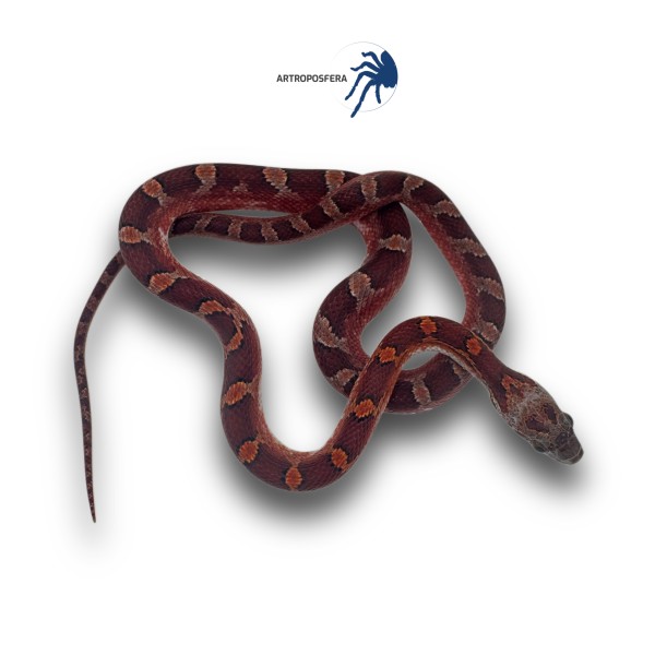 Pantherophis guttatus