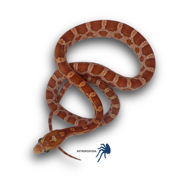 Pantherophis guttatus