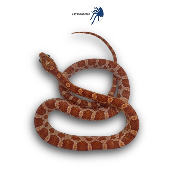 Pantherophis guttatus