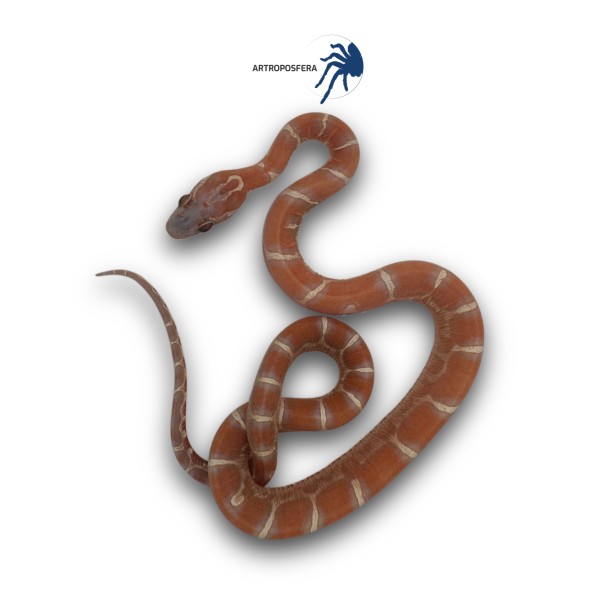 Pantherophis guttatus