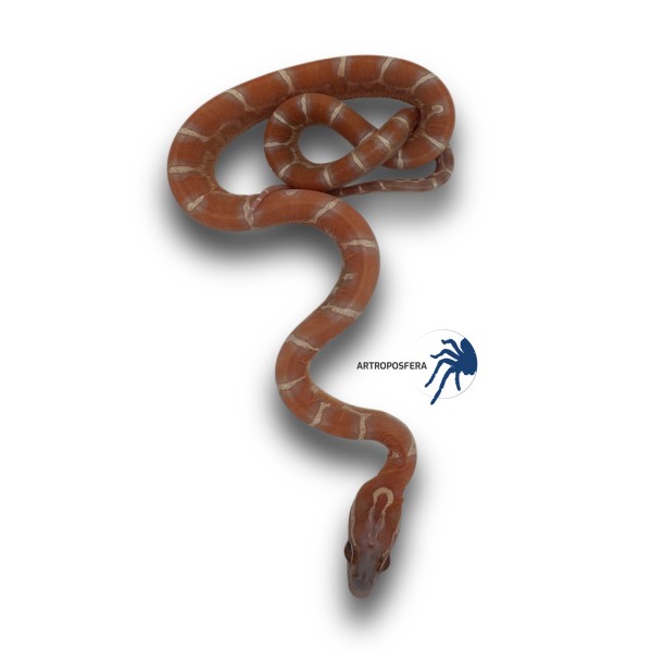 Pantherophis guttatus