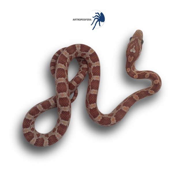 Pantherophis guttatus