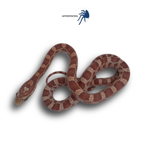 Pantherophis guttatus