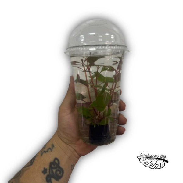 Plantas acuáticas MIX - Géneros Pogostemon, Ludwigia, Bacopa..