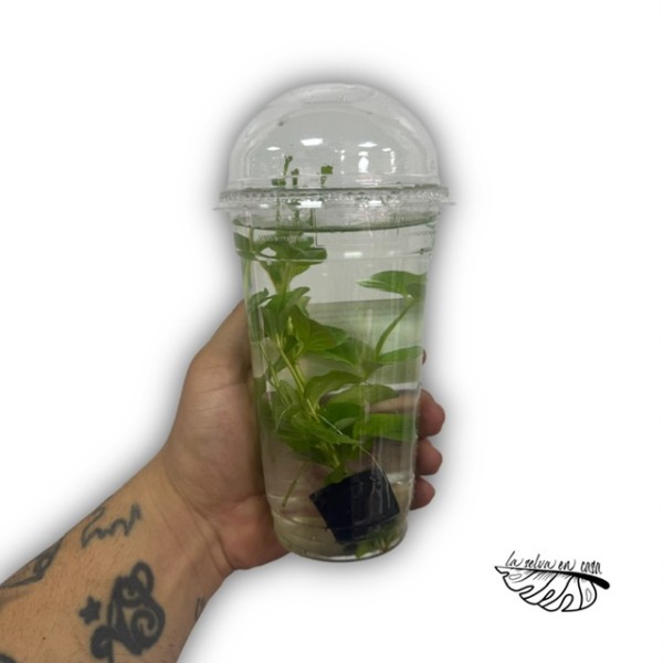 Plantas acuáticas MIX - Géneros Pogostemon, Ludwigia, Bacopa..