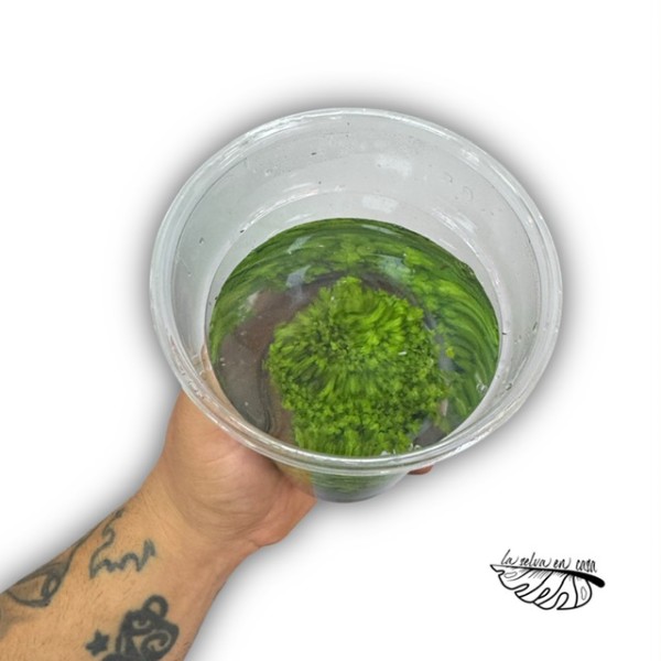 Plantas acuáticas MIX - Géneros Pogostemon, Ludwigia, Bacopa..