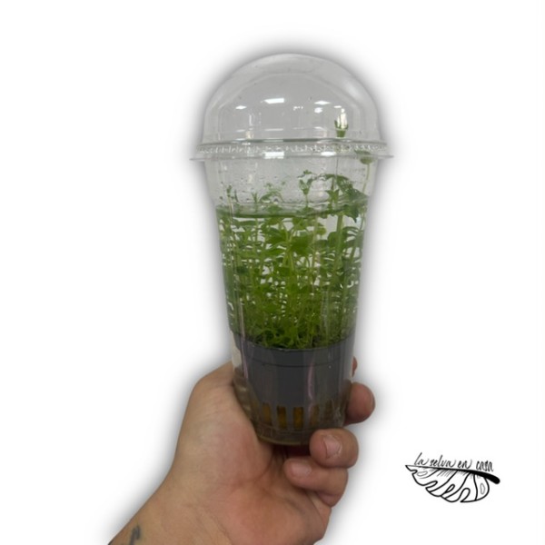 Plantas acuáticas MIX - Géneros Pogostemon, Ludwigia, Bacopa..