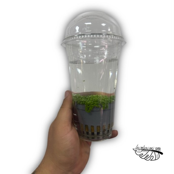 Plantas acuáticas MIX - Géneros Pogostemon, Ludwigia, Bacopa..