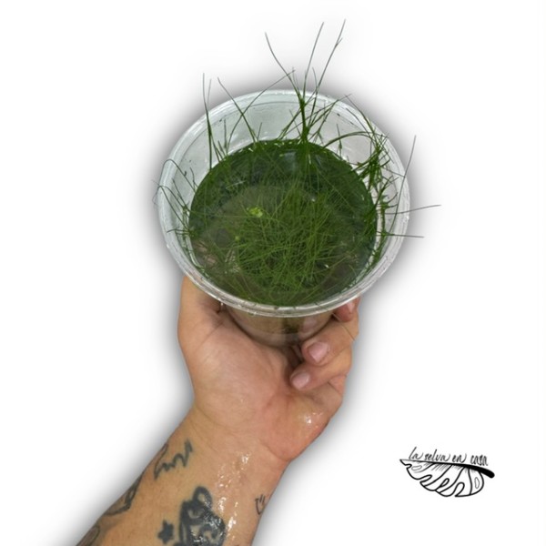 Plantas acuáticas MIX - Géneros Pogostemon, Ludwigia, Bacopa..