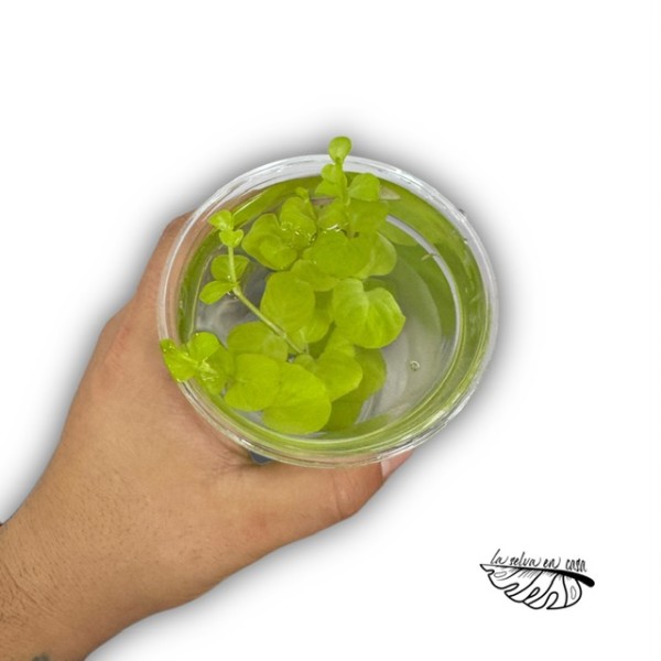 Plantas acuáticas MIX - Géneros Pogostemon, Ludwigia, Bacopa..