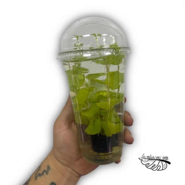 Plantas acuáticas MIX - Géneros Pogostemon, Ludwigia, Bacopa..