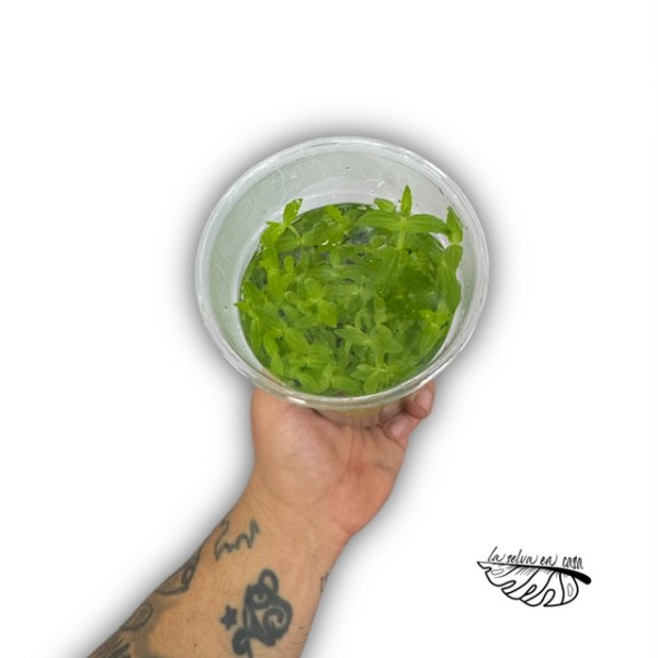Plantas acuáticas MIX - Géneros Pogostemon, Ludwigia, Bacopa..