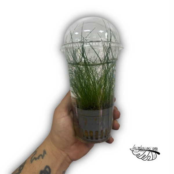 Plantas acuáticas MIX - Géneros Pogostemon, Ludwigia, Bacopa..
