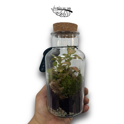 Terrario eterno Fittonia MINI, terrario eterno.