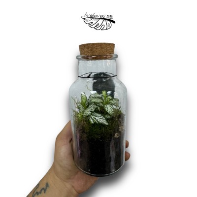Terrario eterno Fittonia MINI, terrario eterno. 2