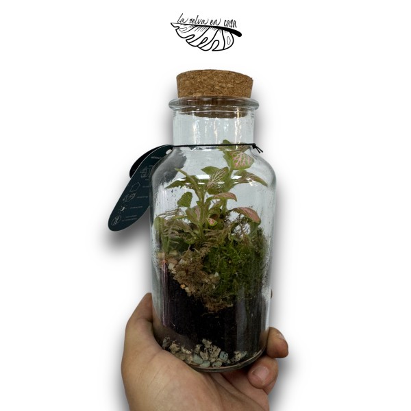 Terrario eterno Fittonia MINI, terrario eterno.