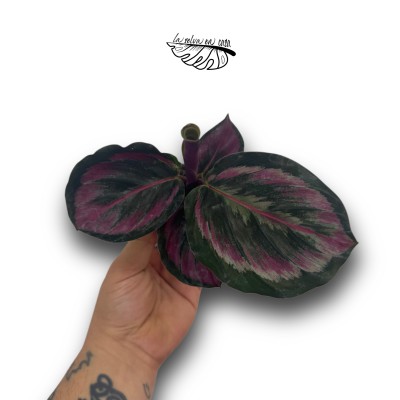 Calathea Princess Jesse 2