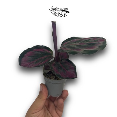 Calathea Princess Jesse