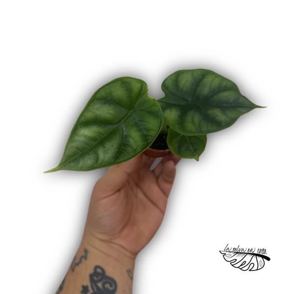 Alocasia 'Dragon Scale'