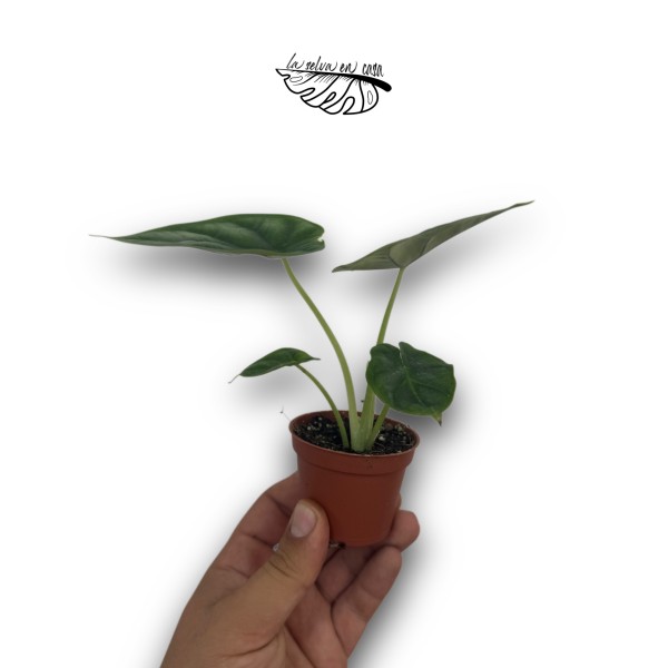 Alocasia 'Dragon Scale'