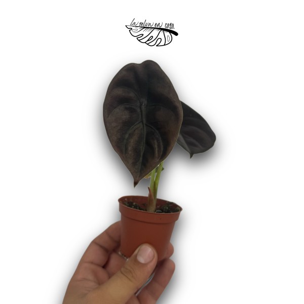Alocasia cuprea 'Red Secret'