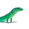 Gastropholis prasina