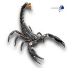 Heterometrus cimrmani