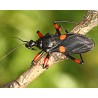 Platymeris rhadamanthus