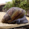 Archachatina marginata egregia