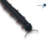 Alienostreptus bicoloripes RED LEG