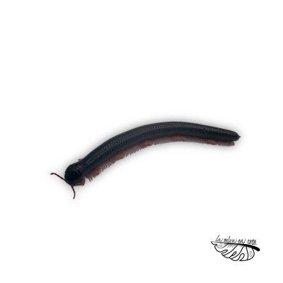 Alienostreptus bicoloripes RED LEG 2