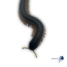 Alienostreptus bicoloripes YELLOW LEG