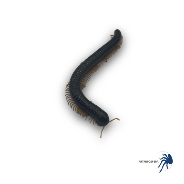 Alienostreptus bicoloripes YELLOW LEG