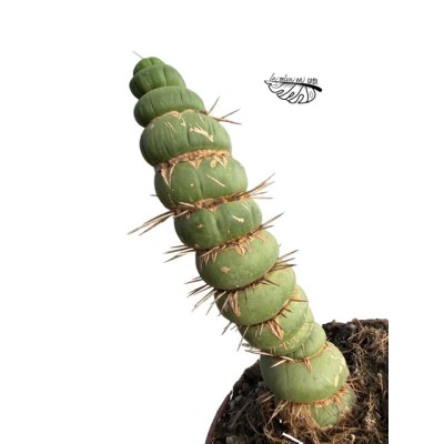 Eulychnia castanea var. spiralis LARGE 2