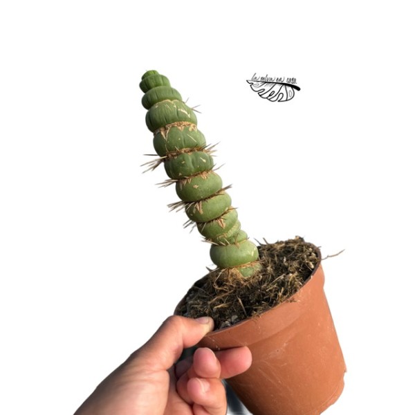 Eulychnia castanea var. spiralis LARGE